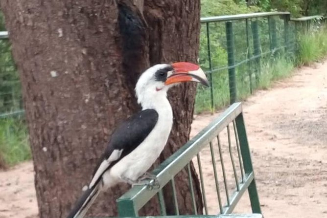 2 Day Safari To Mikumi National Park + transfers from Dar Es Salam - Day three: a final look before the Dar es Salaam transfer
