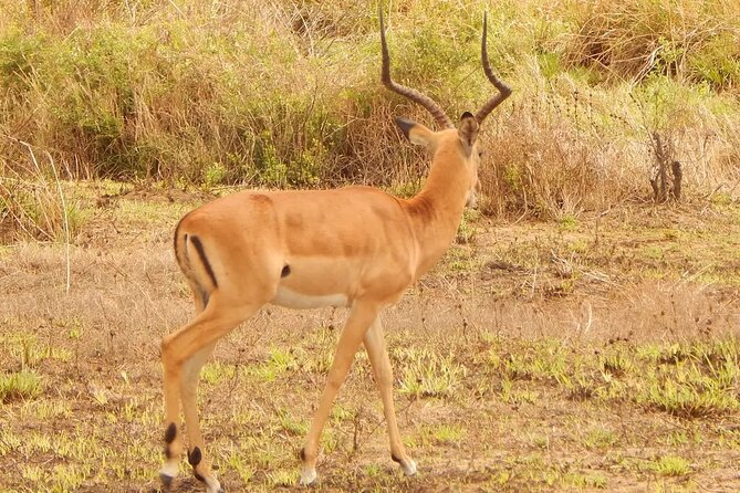 2 Day Safari To Mikumi National Park + transfers from Dar Es Salam - Animals you may see, and what the guide adds