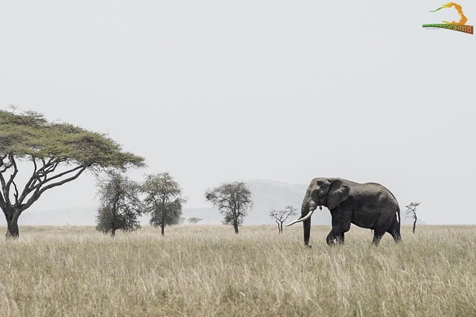 2 Day Serengeti Safari Experience from Mwanza - The overnight choice: camping or lodge