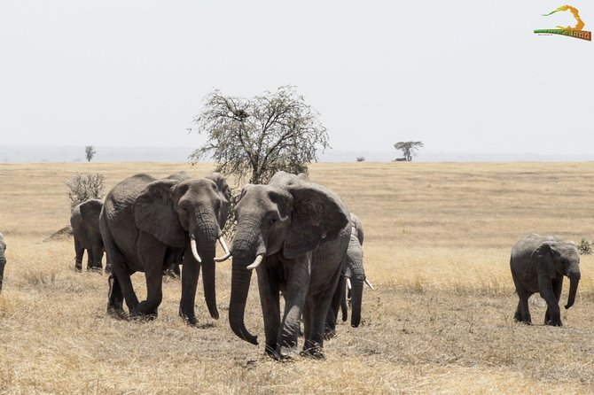 2 Day Serengeti Safari Experience from Mwanza - Safety, comfort, and the small details