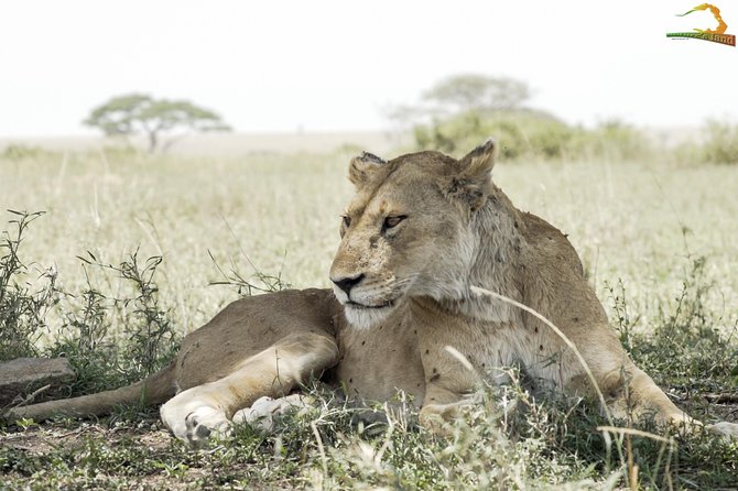 2 Day Serengeti Safari Experience from Mwanza - Who will get the most from this safari