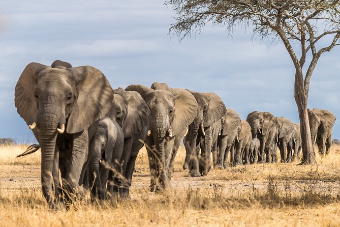 2-Day Sublime Safari to Tarangire and Ngorongoro Safari - The Guide Can Shape the Whole Safari
