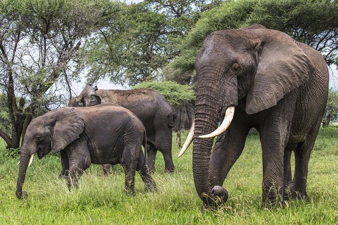 2-Day Sublime Safari to Tarangire and Ngorongoro Safari - What the $540 Price Includes