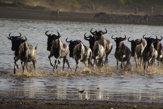 2-Day Sublime Safari to Tarangire and Ngorongoro Safari - The Real Cost of a Fast Safari