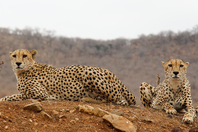 2-Day Sublime Safari to Tarangire and Ngorongoro Safari - Who Will Like This Experience Most