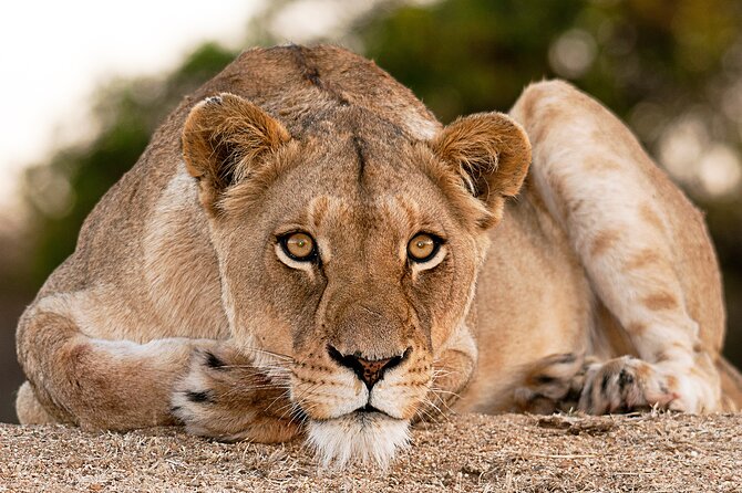 2-Day Sublime Safari to Tarangire and Ngorongoro Safari - Booking and Cancellation Details