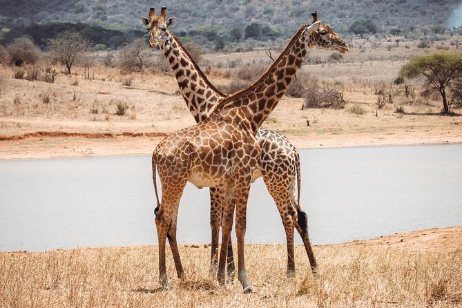 2 Day Tanzania Safari in Tarangire and Ngorongoro Crater - Day two: descending into Ngorongoro Crater