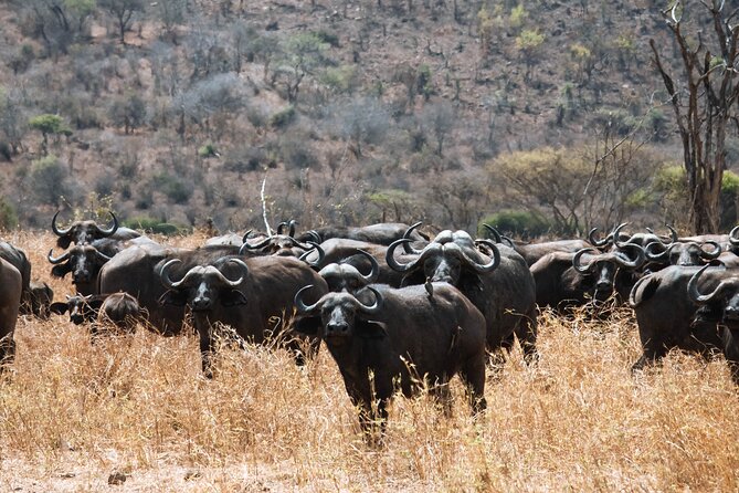 2 Day Tanzania Safari in Tarangire and Ngorongoro Crater - What the Land Cruiser adds to the day