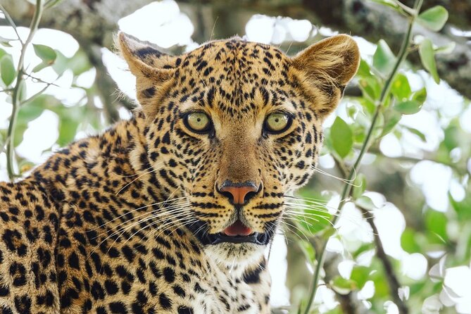 2 Day Tanzania Tour - Tarangire: elephants, baobabs, and permanent water