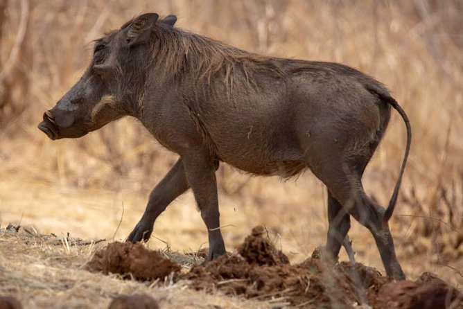 2 Day Wildlife Experience and Masai Culture Mikumi Park - What the $552 price includes