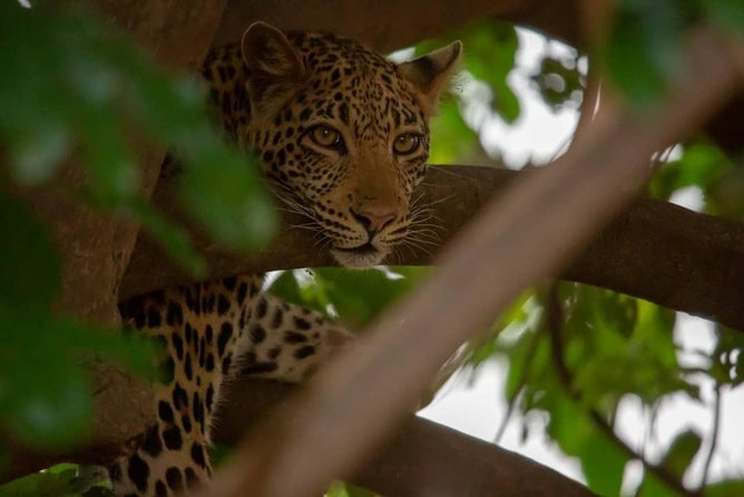 2 Day Wildlife Experience and Masai Culture Mikumi Park - The 5:30 a.m. departure from Dar es Salaam