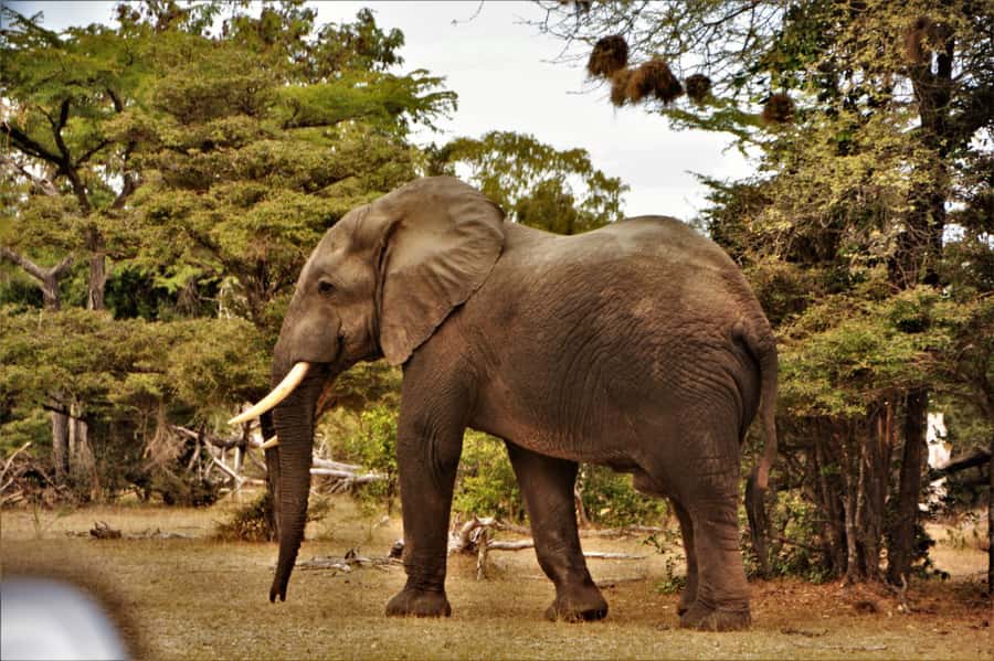 2 Day Zanzibar to Nyerere NP (Selous GR) By Flight - Selous Safari Lodge: sensible, mid-range accommodation