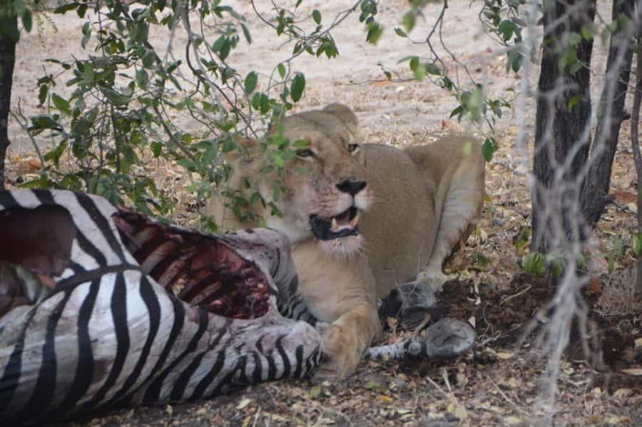 2 Day Zanzibar to Nyerere NP (Selous GR) By Flight - What the $999 price really covers