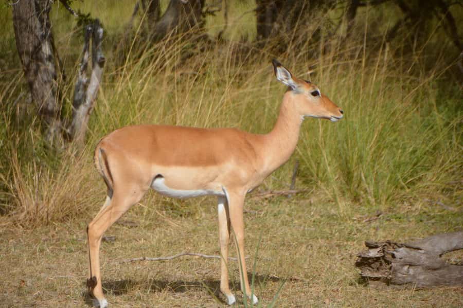 2 Day Zanzibar to Nyerere NP (Selous GR) By Flight - Handling flight changes and a short safari schedule