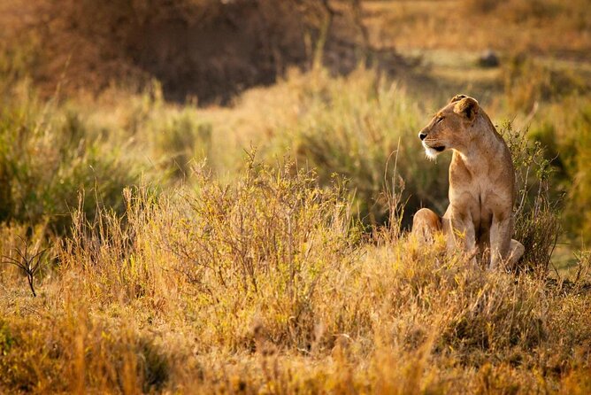 2 Days 1 Night Mikumi National Park from Dar es salaam - Key points at a glance