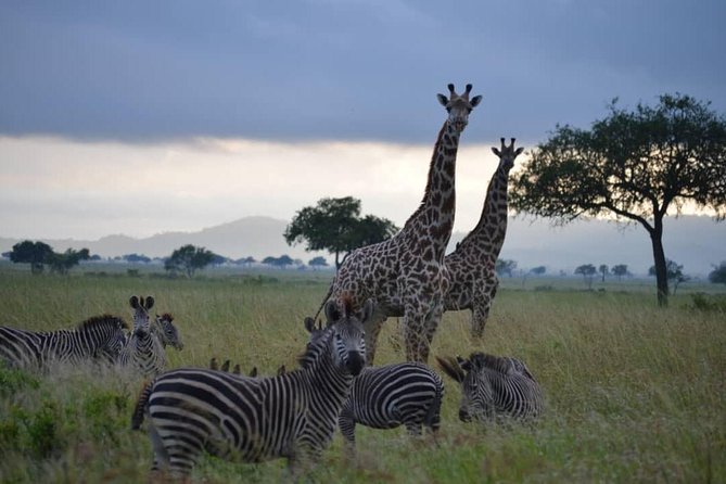 2 Days 1 Night Mikumi National Park from Dar es salaam - Dinner and an overnight stay inside the park