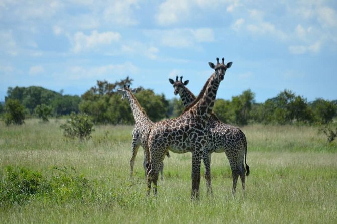 2 Days 1 Night Mikumi National Park from Dar es salaam - The 6:30 a.m. morning game drive