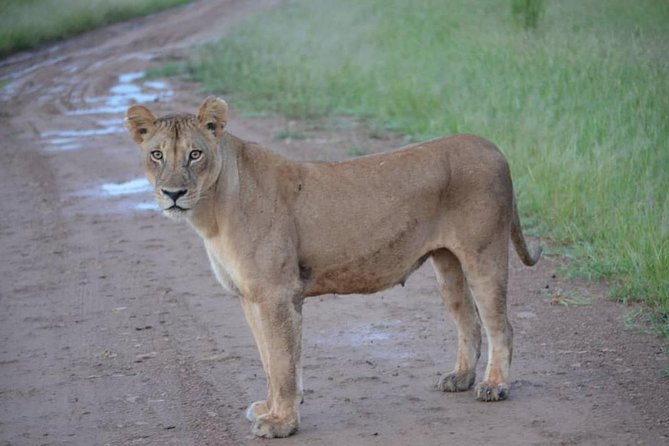 2 Days 1 Night Mikumi National Park from Dar es salaam - What the $670 price really covers