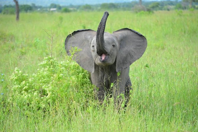 2 Days 1 Night Mikumi National Park from Dar es salaam - The strongest part of the service: communication and guiding
