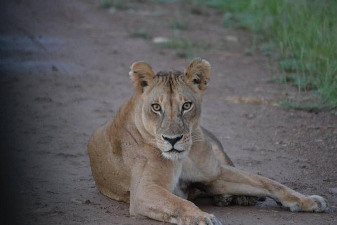 2 Days 1 Night Mikumi National Park from Dar es salaam - Arriving at Mikumi for the sunset game drive