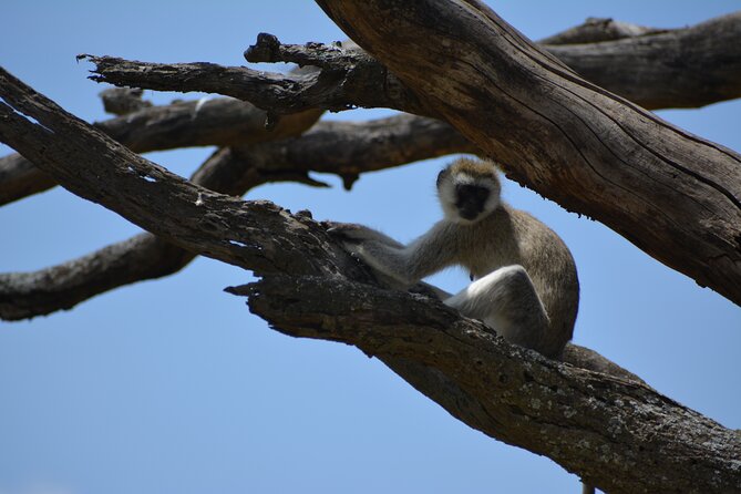 2 Days 1 Night Northern Joining Safari Private Tour - Why this two-day safari works