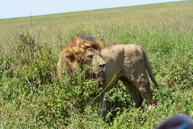 2 Days 1 Night Northern Joining Safari Private Tour - Day two: an early start at Ngorongoro Crater
