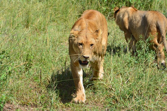 2 Days 1 Night Northern Joining Safari Private Tour - The guide and driver can shape the day