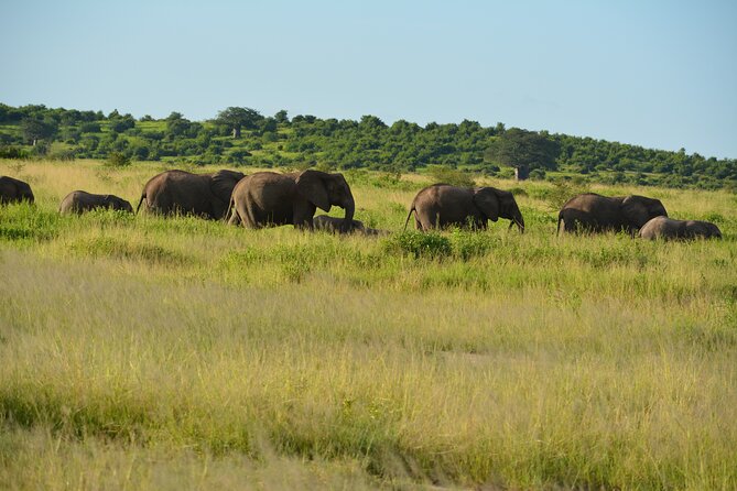 2 Days 1 Night Northern Joining Safari Private Tour - Is $780 good value for two days?