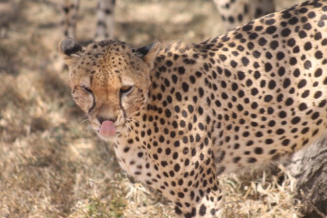 2 Days 1 Night Northern Joining Safari Private Tour - Day one: the road from Moshi or Arusha to Tarangire