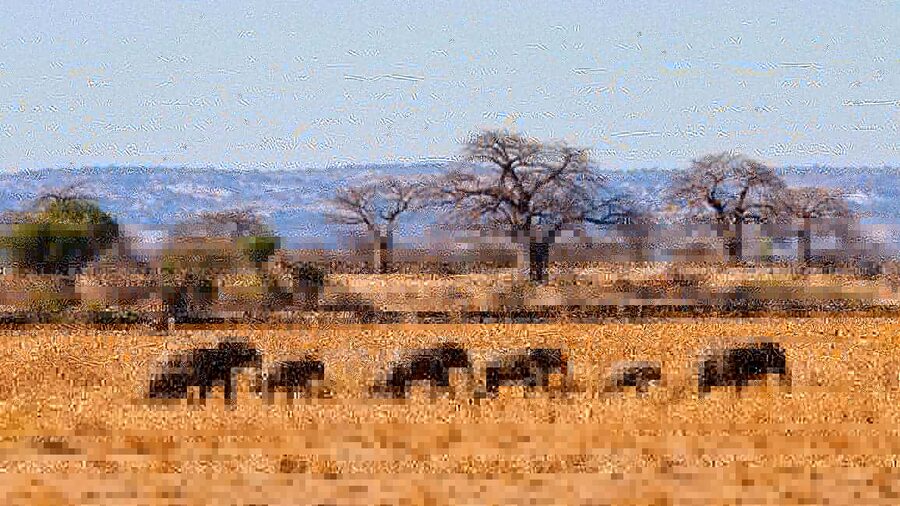 2-Days 1-Night Nyerere National Park from Zanzibar by flight - Key points to know before booking
