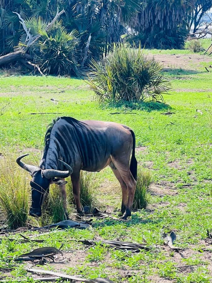 2-Days 1-Night Nyerere National Park from Zanzibar by flight - Why Nyerere works well from Zanzibar