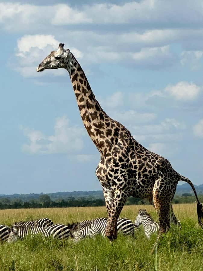 2-Days 1-Night Nyerere National Park from Zanzibar by flight - The first game drive: a full day among Nyerere’s wildlife