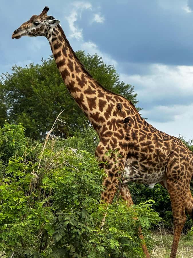 2 Days 1 Night Nyerere National Park from Zanzibar by flight - What the first safari day feels like