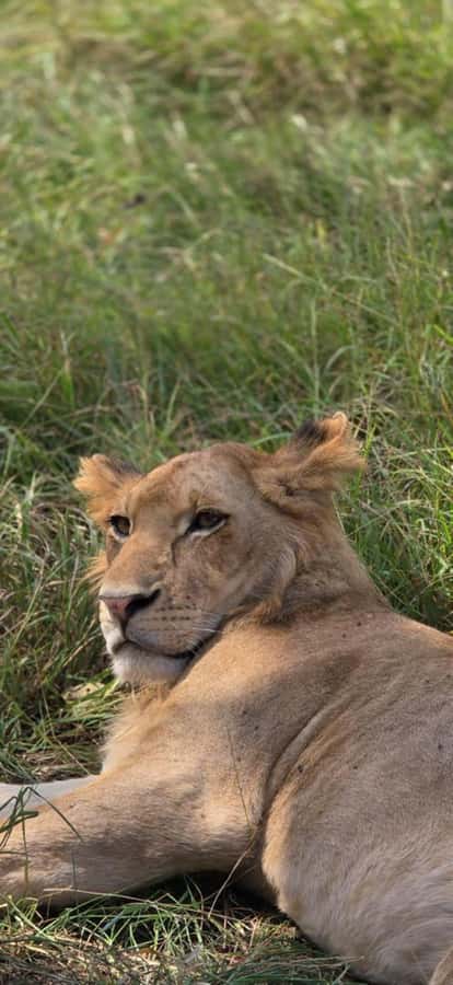 2 Days 1 Night Nyerere National Park from Zanzibar by flight - The return flight to Zanzibar
