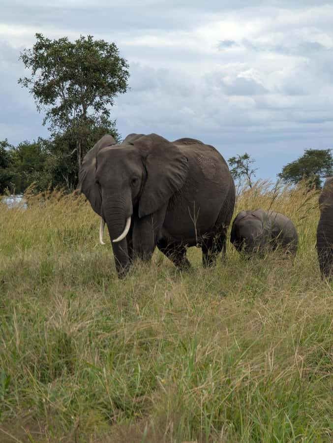 2 Days 1 Night Nyerere National Park from Zanzibar by flight - Practical advice before you go