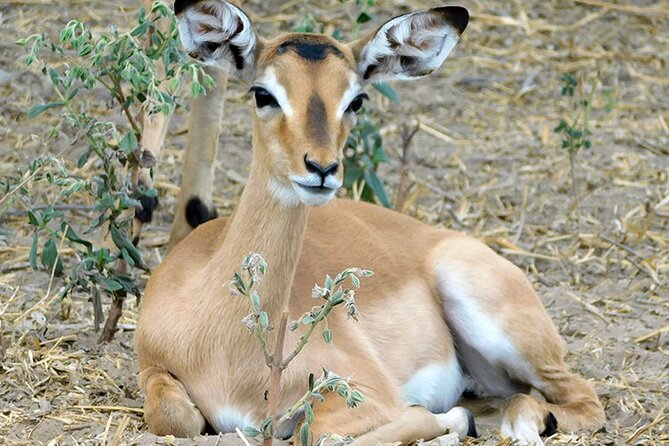 2 Days /1 Night safari to Mikumi - Key points before you book