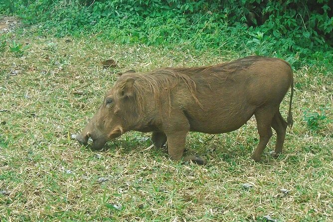 2 Days /1 Night safari to Mikumi - A night at the 3-star lodge