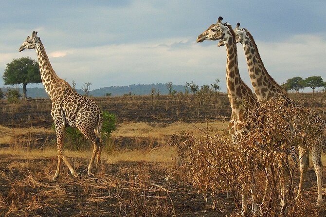 2 Days /1 Night safari to Mikumi - Why the second morning matters