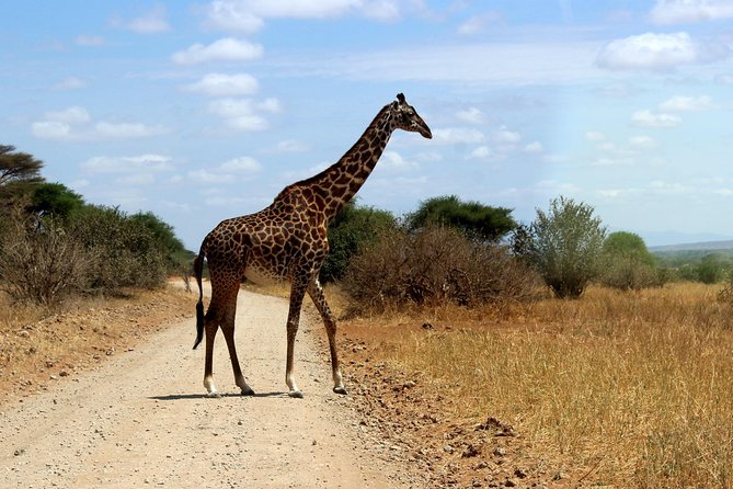 2 Days /1 Night safari to Mikumi - Who should choose this safari