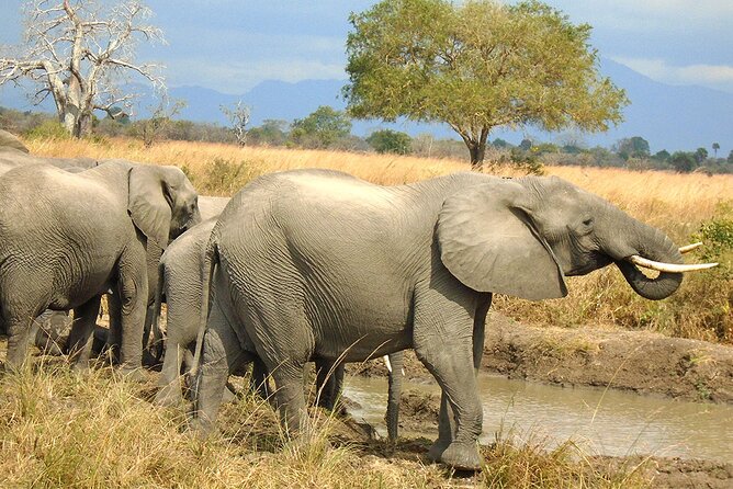 2 Days /1 Night safari to Mikumi - Five hours among Mikumi’s animals