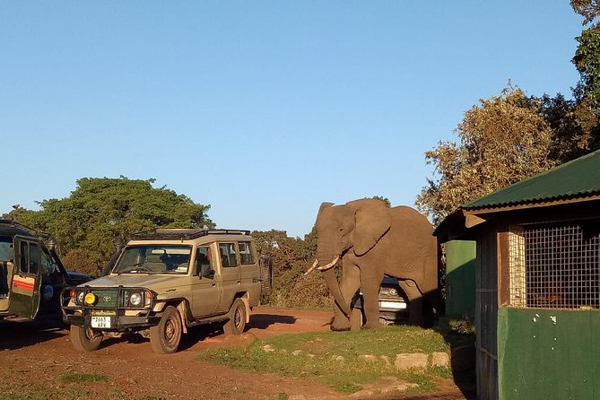 2 Days / 1 Night Tanzania Safari Tour - Key points at a glance