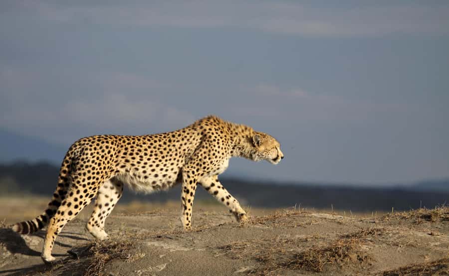 2 Days 1 Night Tarangire & Ngorongoro Crater - Day One: Arusha To Tarangire By 4x4