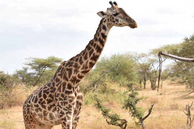 2 Days Africa Safari - Starting from Moshi and meeting the guide in Arusha