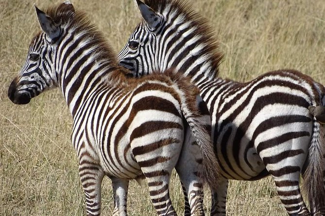 2 Days Africa Safari - Lake Manyara: a compact park with big variety