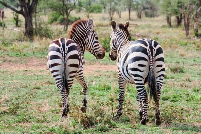 2 Days and 1 Night Mikumi Safari Private Tour - What the guides add to the experience