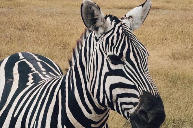 2 Days and 1 Night Mikumi Safari Private Tour - Mantis Lodge and the value of sleeping near the park