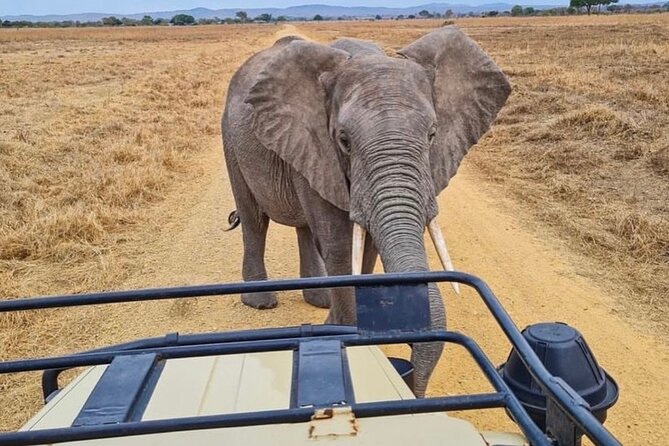 2 Days Best Safari to Mikumi National Park - What the $520 price includes