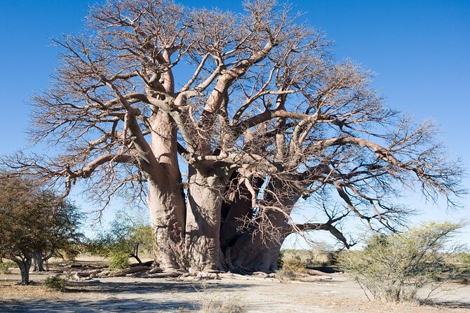 2 Days Camping Group Joining Tarangire Ngorongoro Crater Safari - What Tarangire is really good at
