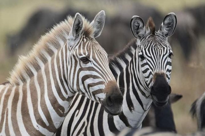 2 Days Camping Safari, Lake Manyara & Ngorongoro Crater - What this $455 safari is really offering