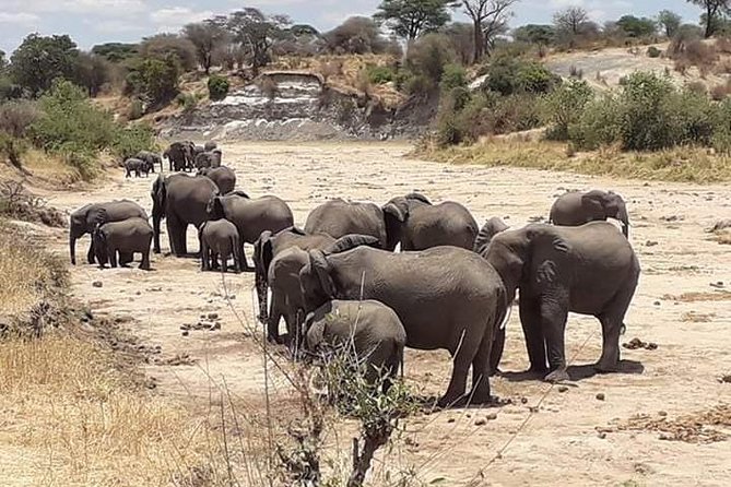 2 Days Camping Safari, Lake Manyara & Ngorongoro Crater - Camping overnight between the parks